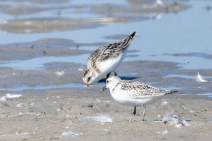 Bécasseau sanderling  - Johann Prost