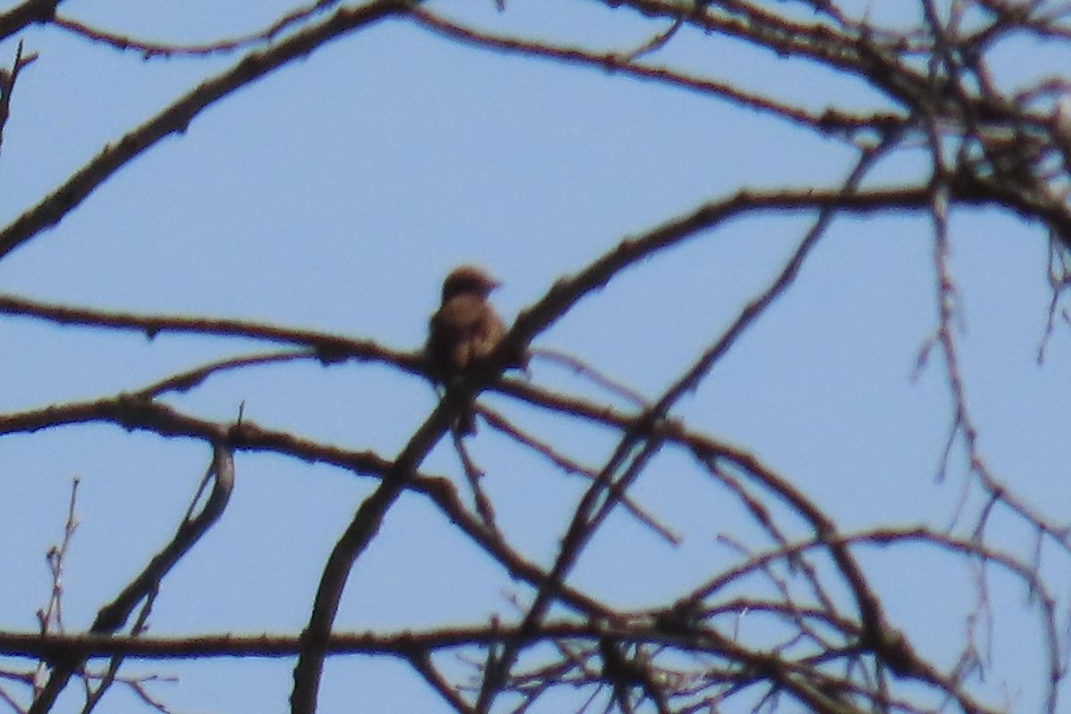 Oiseau indéterminé 