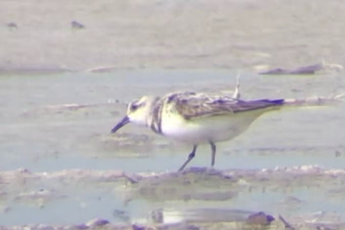 Bécasseau sanderling  - Jakob Vratny