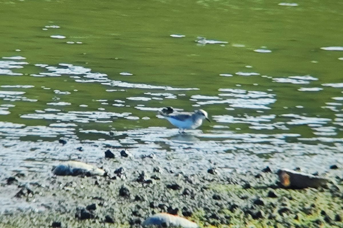 Bécasseau sanderling  - Philipp Rauscher