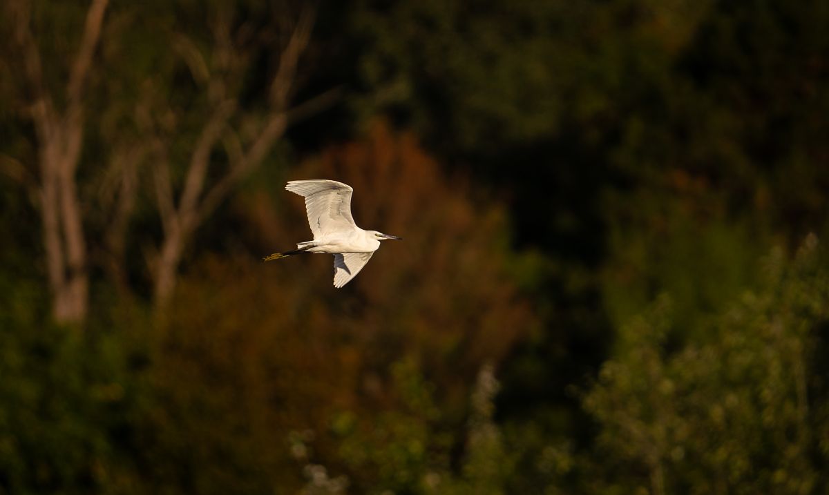 Aigrette garzette  - Jakob Hauzinger