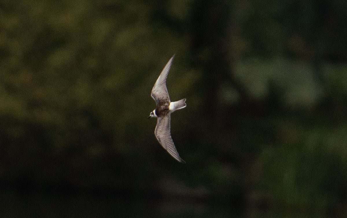 Guifette leucoptère  - Jakob Hauzinger