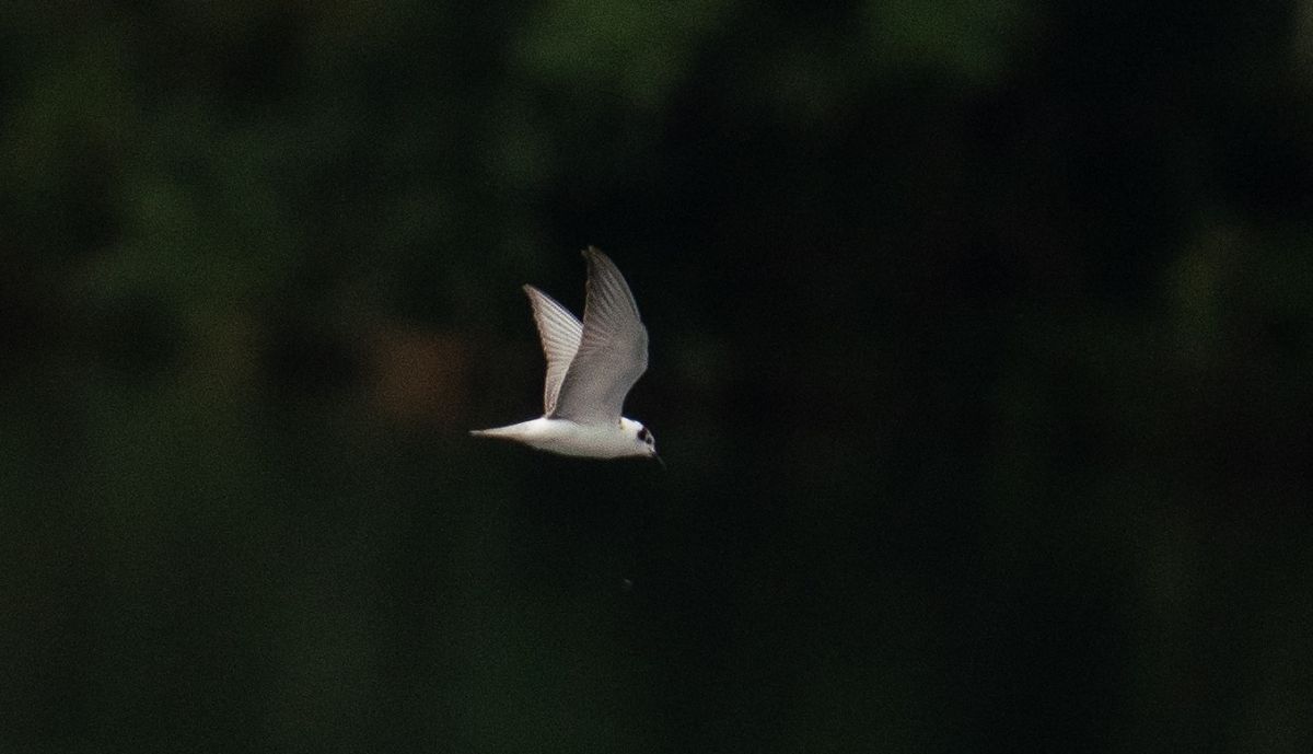 Guifette leucoptère  - Jakob Hauzinger