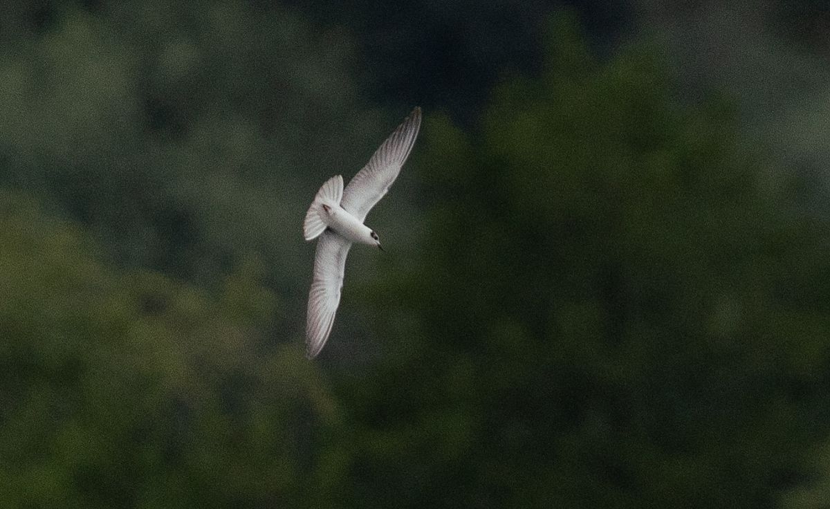 Guifette leucoptère  - Jakob Hauzinger