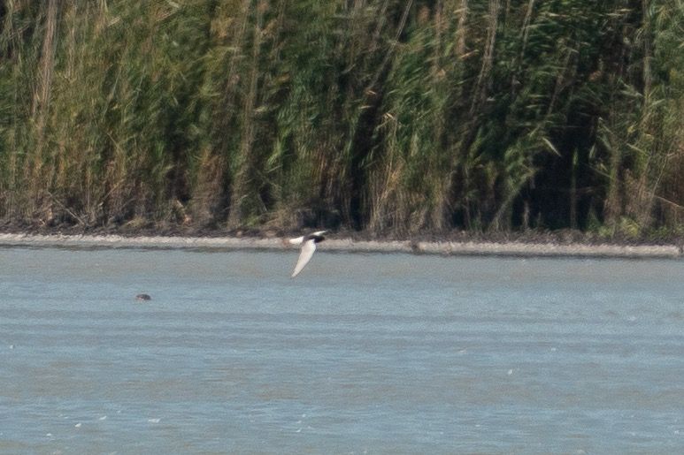 Guifette leucoptère  - Jakob Hauzinger