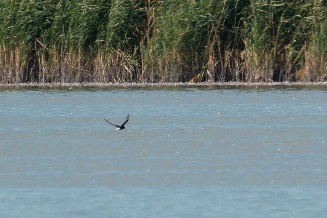 Guifette leucoptère  - Jakob Hauzinger