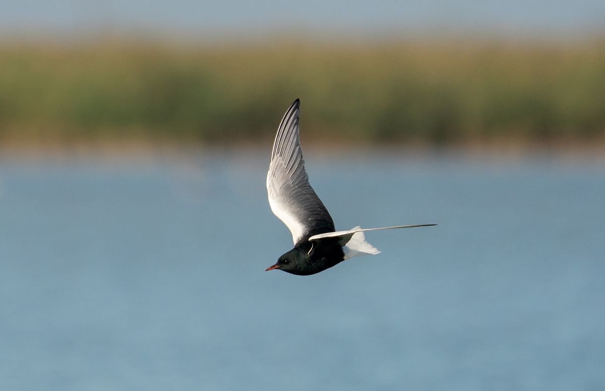 Guifette leucoptère  - Jakob Hauzinger