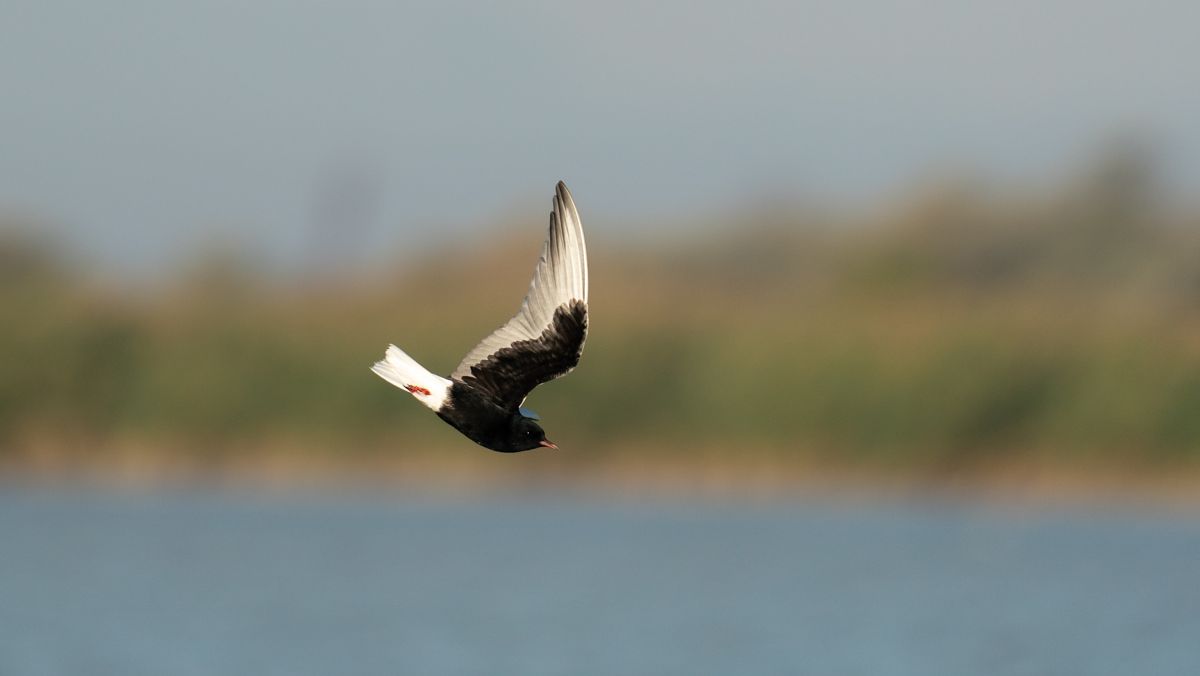 Guifette leucoptère  - Jakob Hauzinger