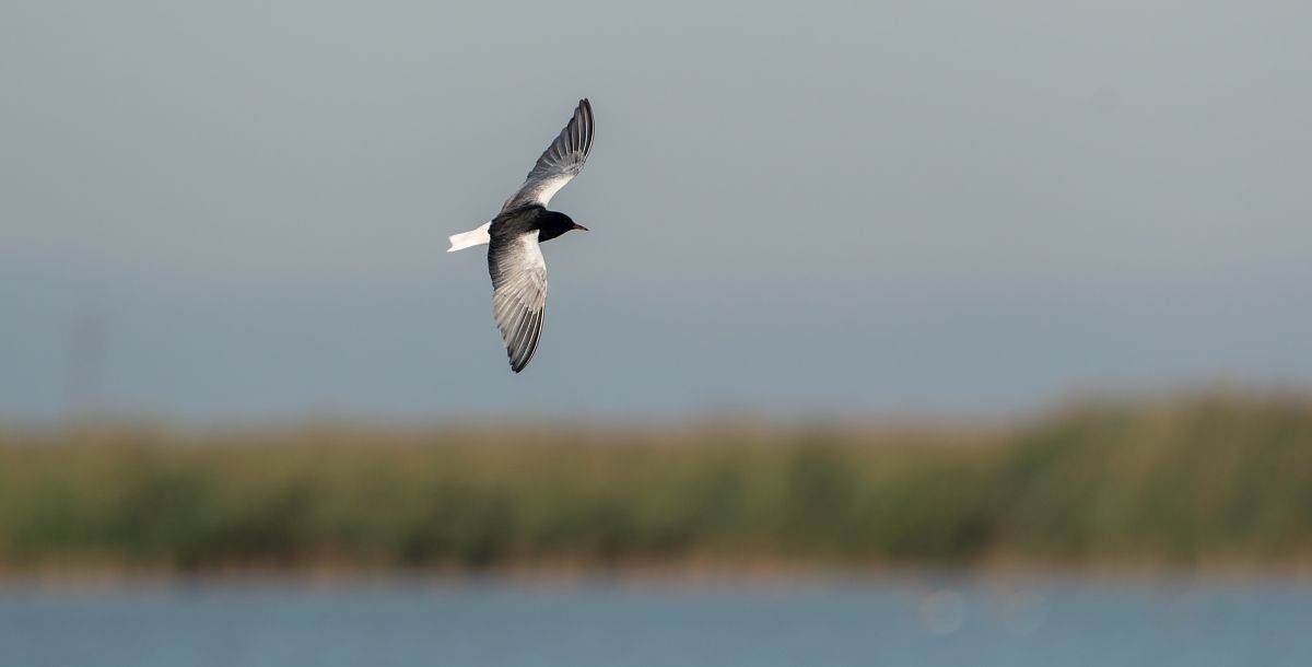 Guifette leucoptère  - Jakob Hauzinger