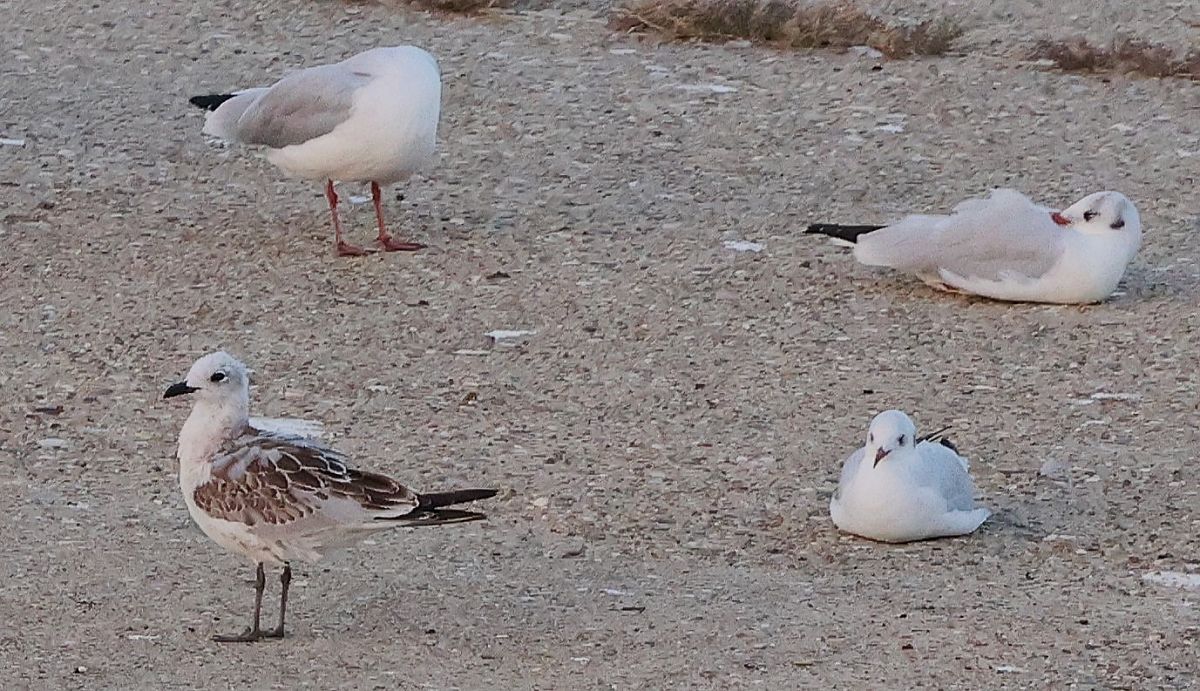 Mouette mélanocéphale  - Jiri Vratny