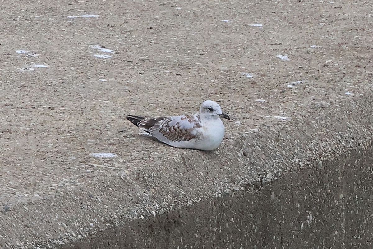Mouette mélanocéphale  - Jiri Vratny