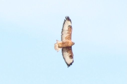 Adlerbussard  - Helmut Frind