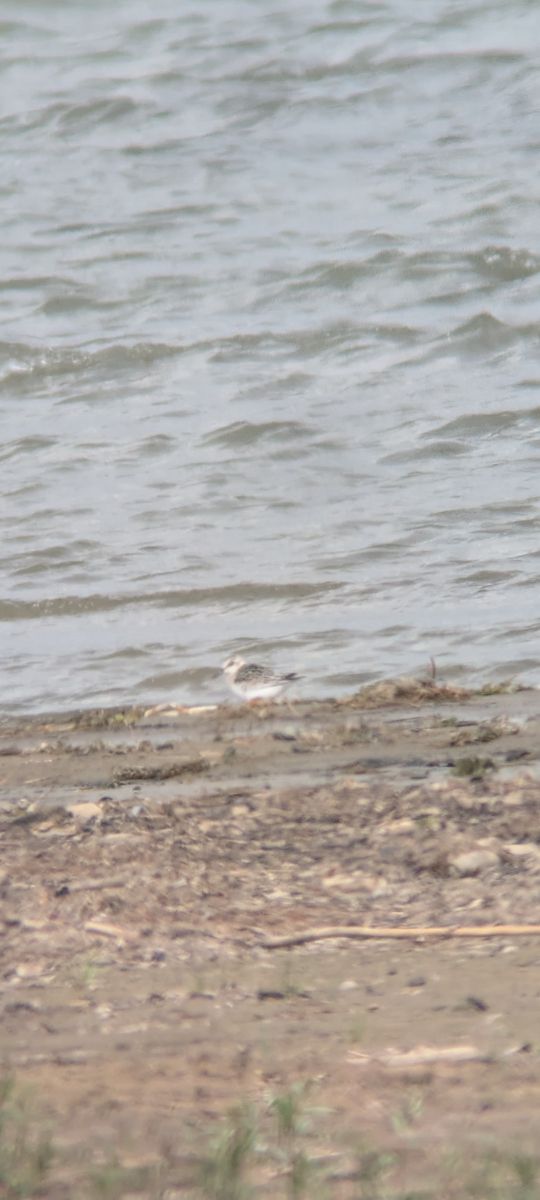 Bécasseau sanderling  - Johannes Jäger