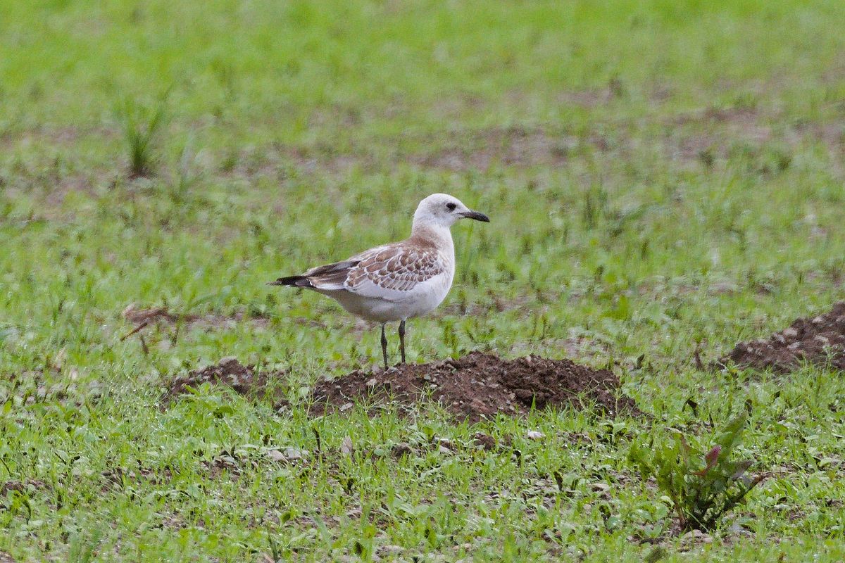 Mouette mélanocéphale  - Werner Petutschnig