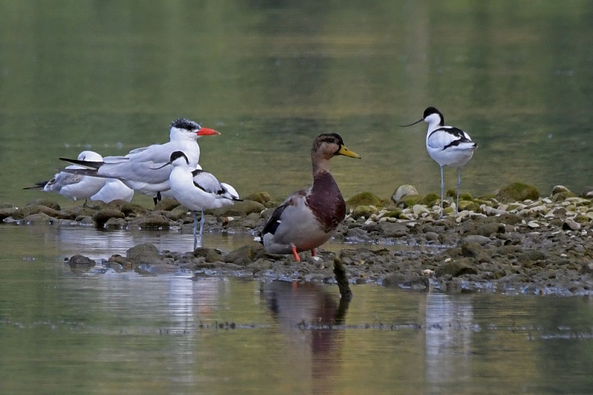 Avocette élégante  - Anonyme