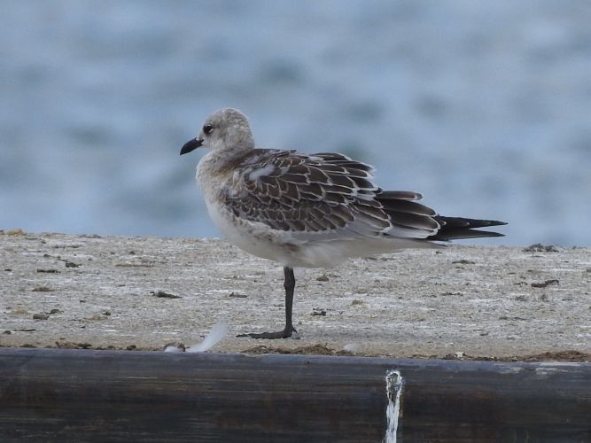 Mouette mélanocéphale  - Jörg Schmitz