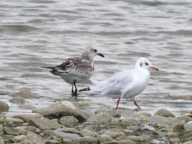 Mouette mélanocéphale  - Jörg Schmitz