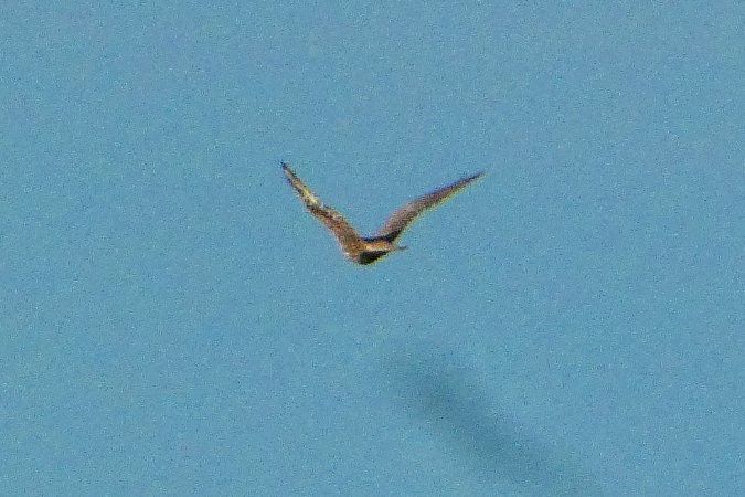 Oiseau indéterminé 