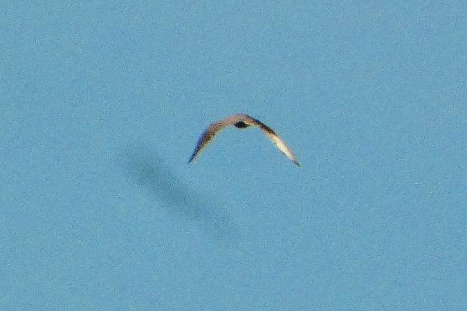 Oiseau indéterminé 