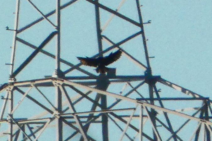 Oiseau indéterminé 