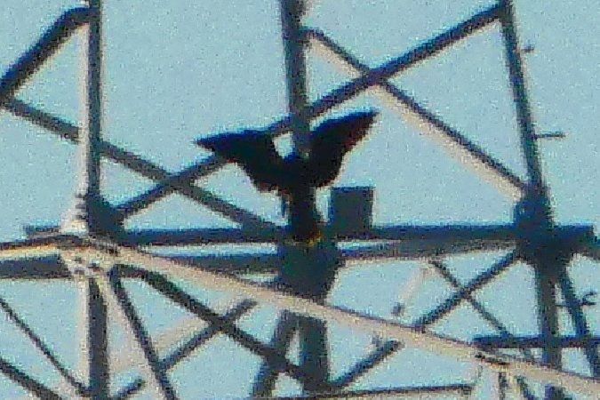 Oiseau indéterminé 