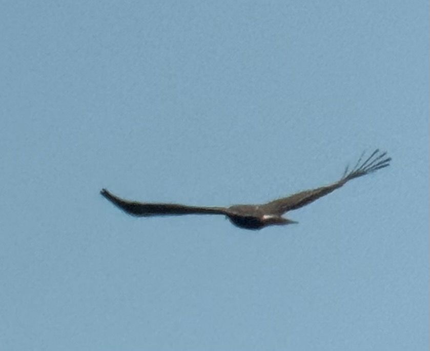 Aigle pomarin  - Oliver Kail
