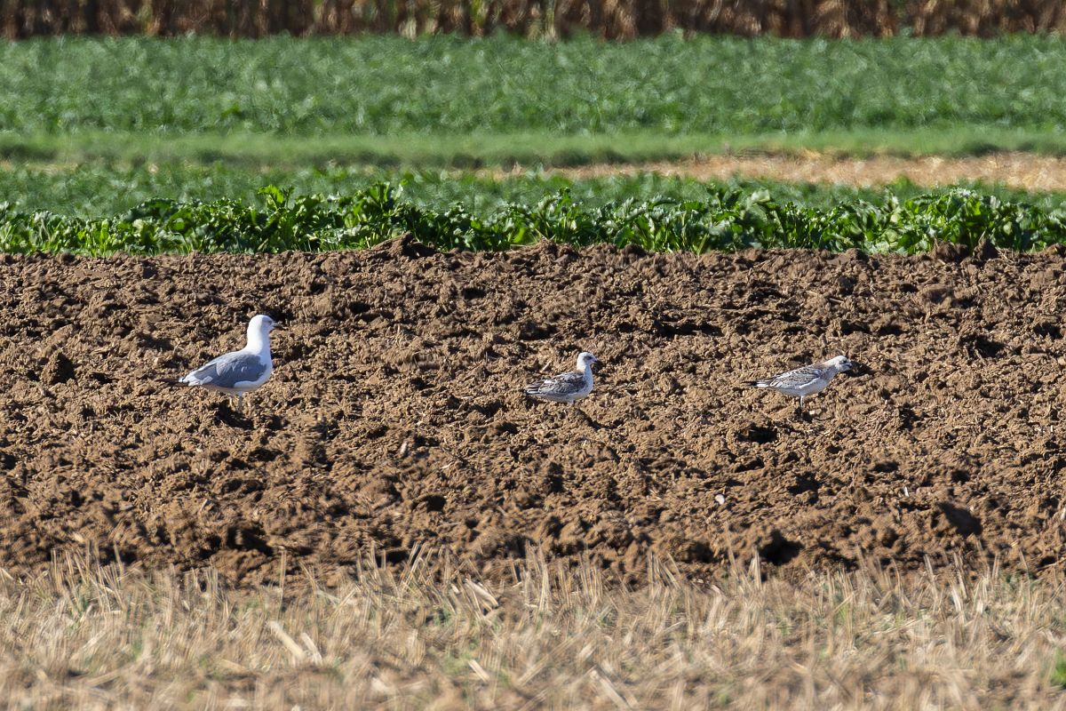 Mouette mélanocéphale  - Viehböck Helga