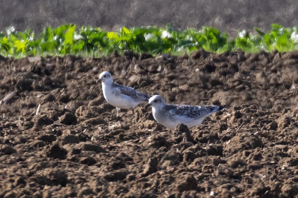 Mouette mélanocéphale  - Viehböck Helga