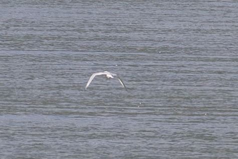 Mouette mélanocéphale  - Viehböck Helga