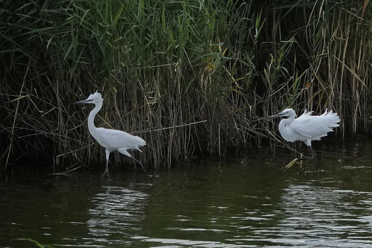 Aigrette garzette  - Gudrun Schreiber-Jankovits
