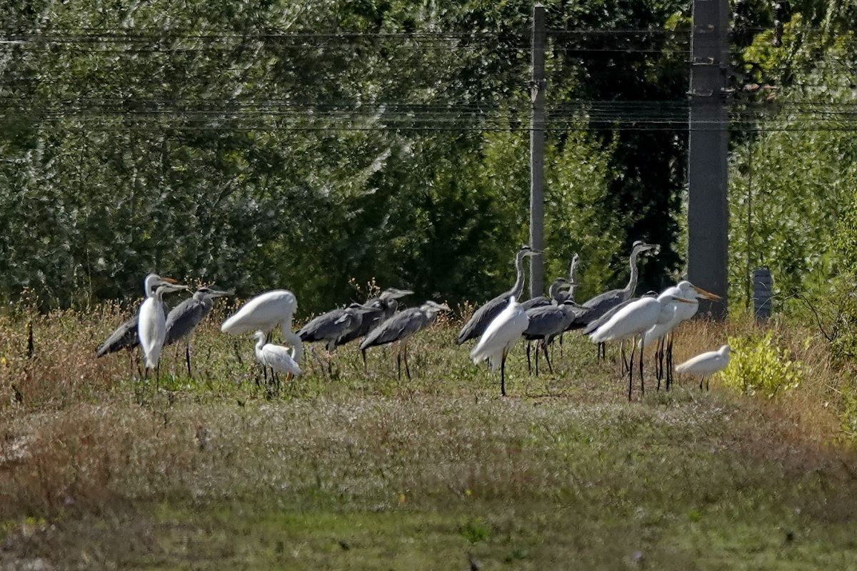 Aigrette garzette  - Gudrun Schreiber-Jankovits