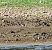 Pectoral Sandpiper  - Lukas Zangl