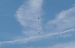 Vautour fauve 