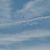 Vautour fauve 