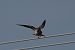 Red-footed Falcon  - Emre Isik