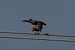 Red-footed Falcon  - Emre Isik