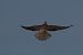 Red-footed Falcon  - Emre Isik