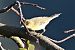 Oiseau indéterminé  - Helmut Kräuter