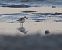 Bécasseau sanderling  - Gerhard Rieder