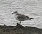 Mouette mélanocéphale  - Philipp Schubert