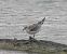 Mouette mélanocéphale  - Philipp Schubert