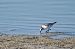 Bécasseau sanderling  - Pamela Rawnsley