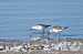 Bécasseau sanderling  - Pamela Rawnsley