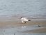 Caspian Tern  - Emilio Simma
