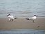Caspian Tern  - Emilio Simma