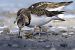Ruddy Turnstone  - Jürgen Prohaska-Hotze