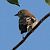 Oiseau indéterminé  - Felix Kossak