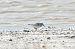 Red Knot  - Florian Bacher