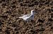 Mouette mélanocéphale  - Viehböck Helga