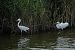 Aigrette garzette  - Gudrun Schreiber-Jankovits